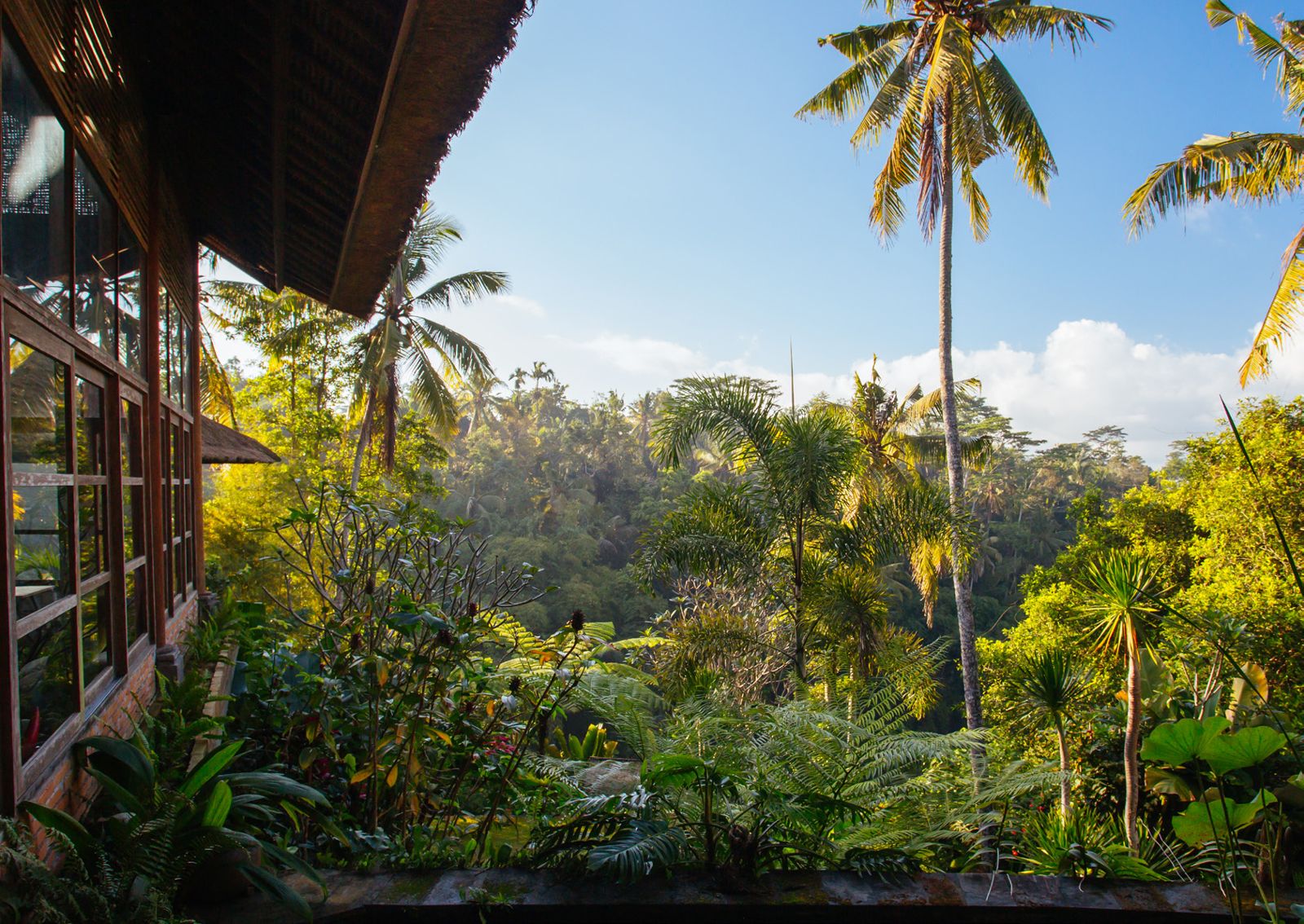 Jungle views from Elysia