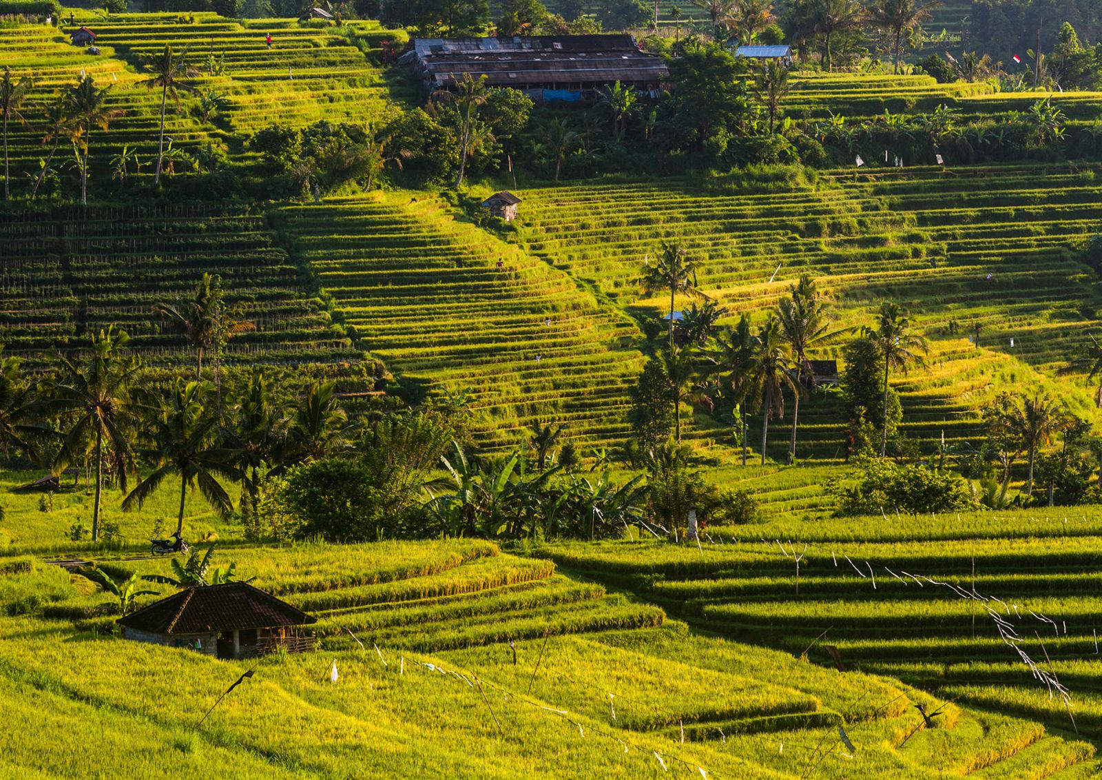 Bali